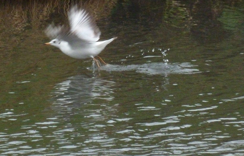 L'envol des mouettes ...