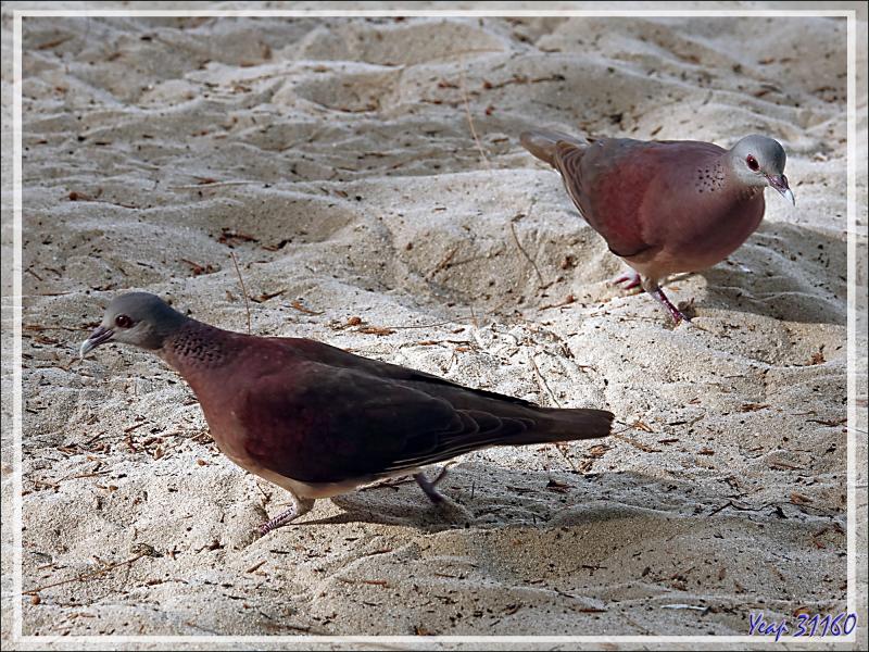 Tous les matins, nous avons les visites des Râles de Cuvier (Dryolimnas cuvieri) et des Pigeons de Madagascar (Nesoenas picturatus) - Nosy Tsarabanjina - Archipel des Mitsio - Madagascar