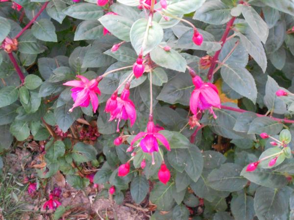 Un petit tour de jardin ... !!!