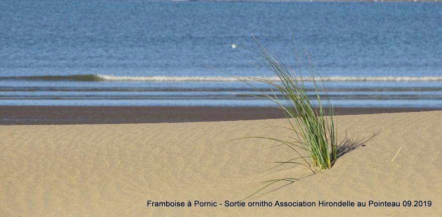 Sortie Ornitho à St Brévin