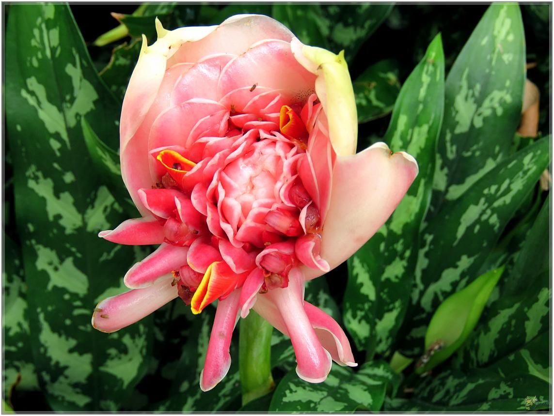 FLEURS VENUS D'AILLEURS   No 2