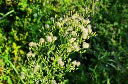 Vergerette du Canada Erigeron canadensis.jpg