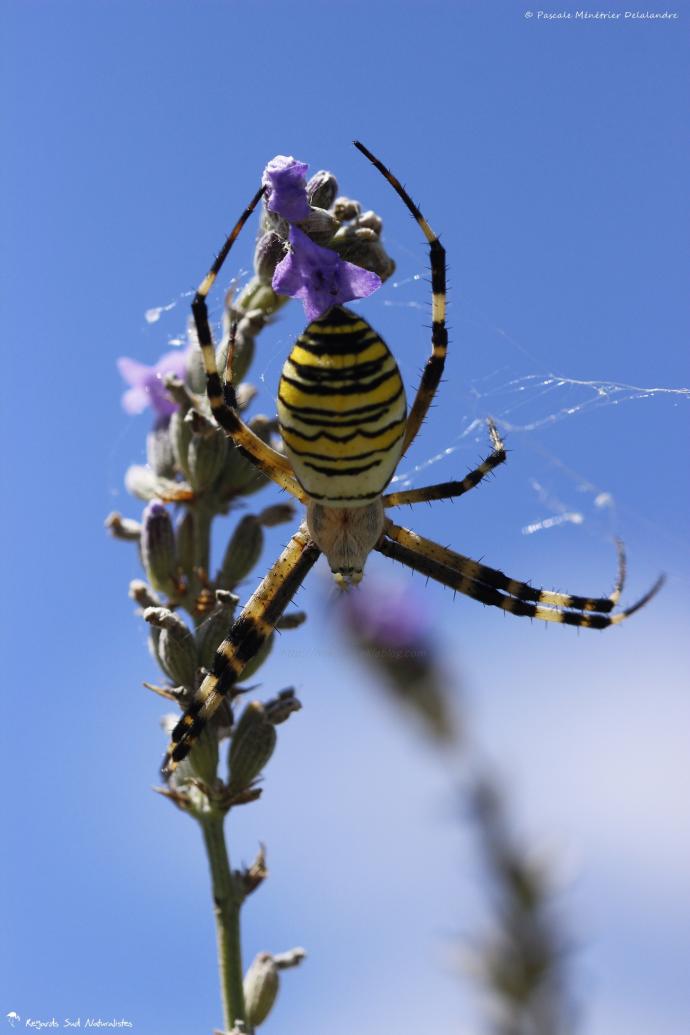 Epeire fasciée (Argiope bruennichi)