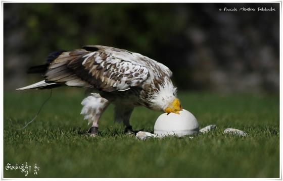 Vautour percnoptère - Neophron percnopterus - Egyptian Vulture