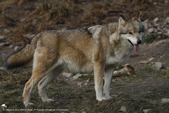 Loups de Sibérie (Canis lupus albus)