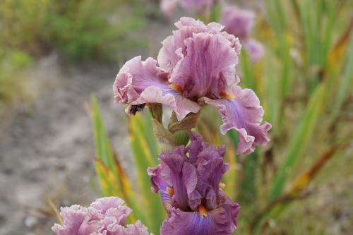 Les iris de Bourdillon