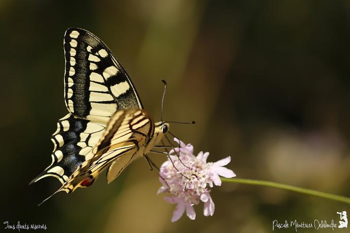 Machaon - Papilio machaon - Papilionidae