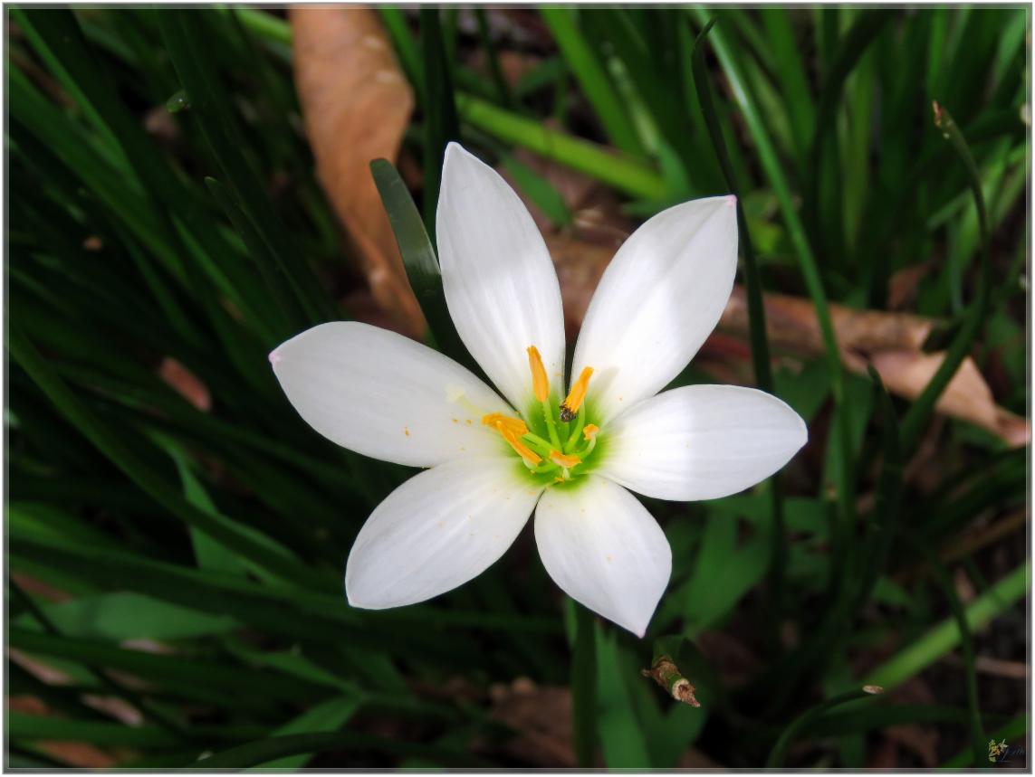 FLEURS VENUS D'AILLEURS   No 2