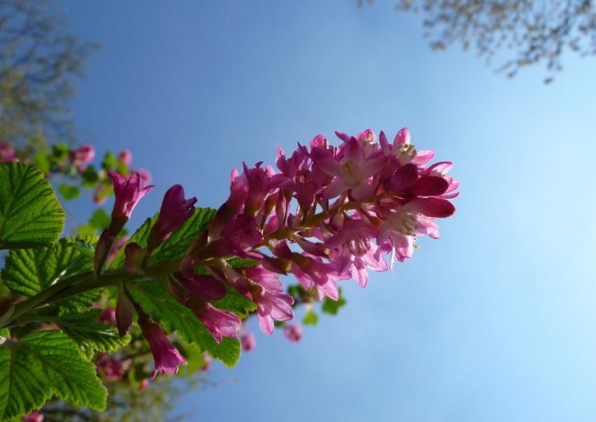 AnnickAmiens25.04.13.Fleurs