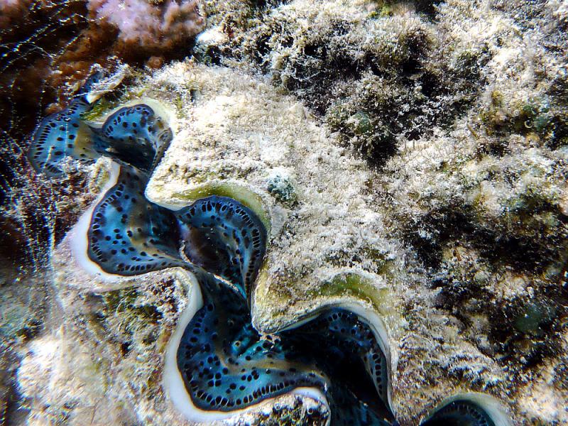 Bénitier (Pahua en polynésien) - Moorea - Polynésie française