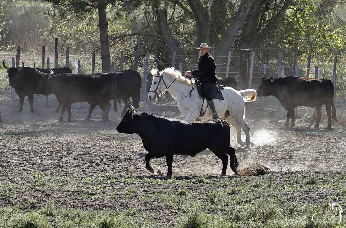 Taureaux de Camargue