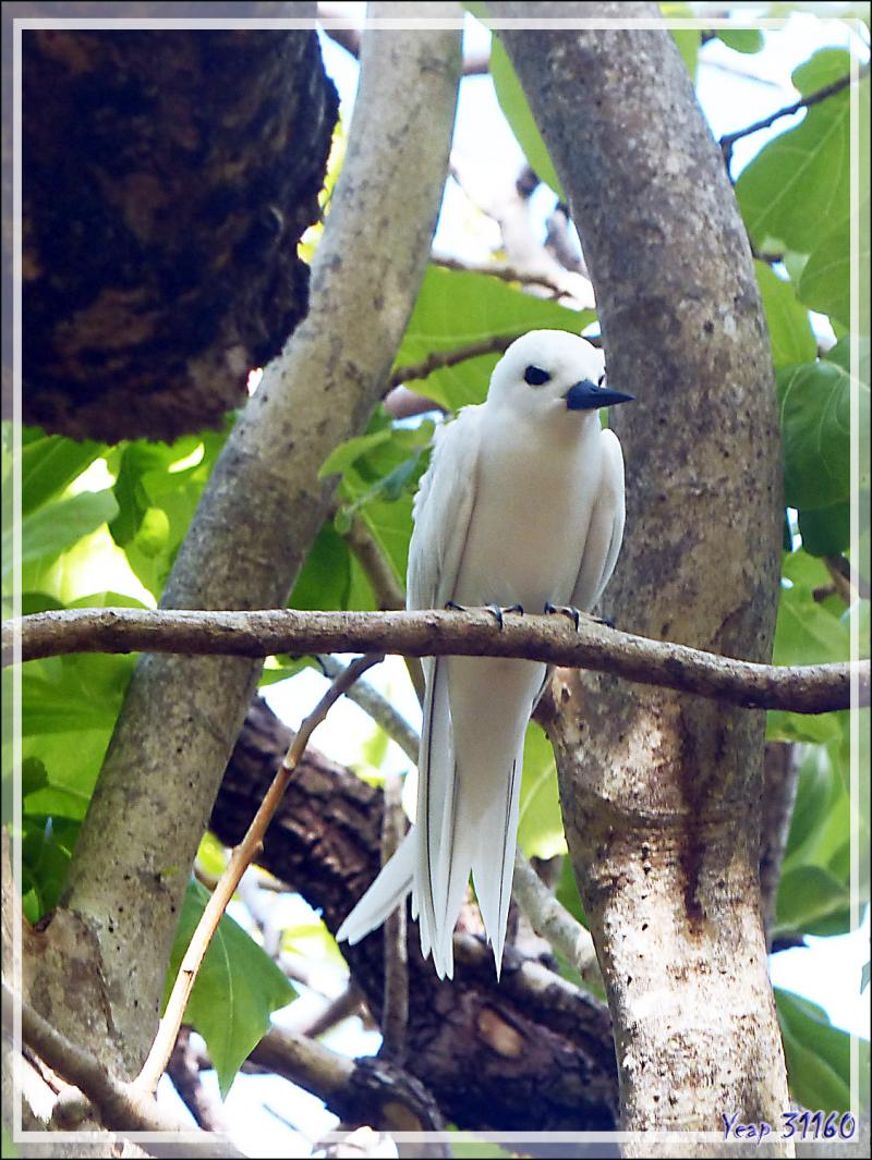 Gygis blanche ou Sterne blanche, White Tern (Gygis alba) - Ile aux oiseaux - Vers la passe sud Tumakohua (Tetamanu) - Atoll de Fakarava - Tuamotu - Polynésie française