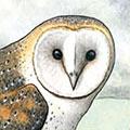 Sortie nocturne « Chouette », à Taintignies (B) le 5 mars