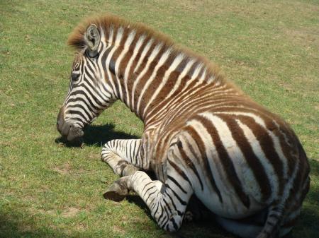 zebre_2__2_