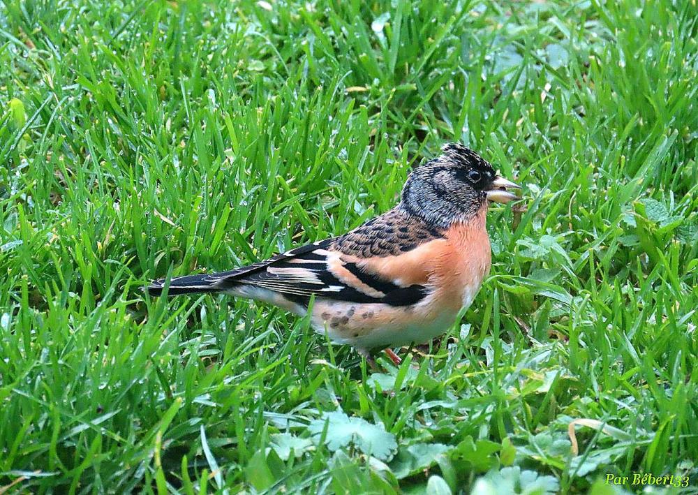 un bel oiseau chez nous !