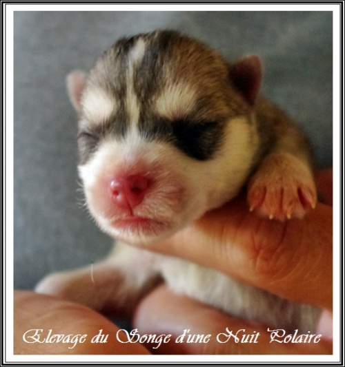 Chiot Husky Femelle 1 (naissance)