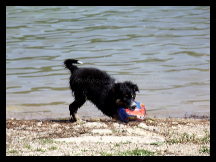 Tranches de vie d'un Australian Shepherd
