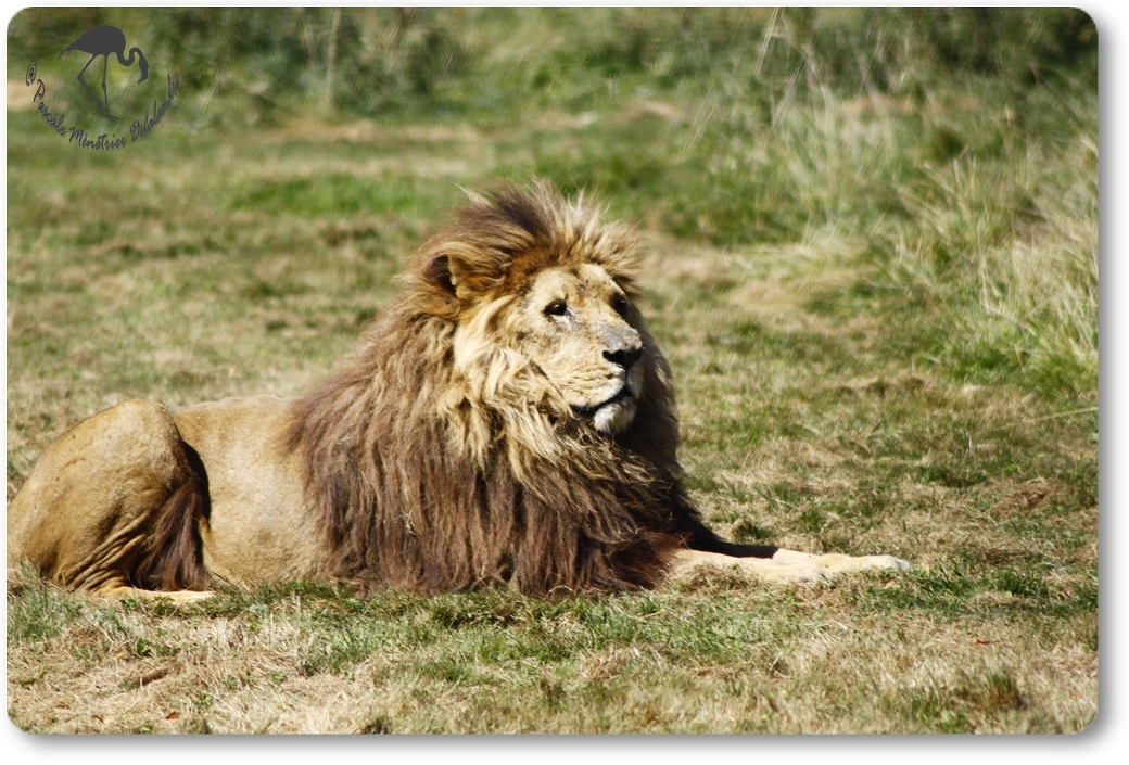 Lion (Panthera léo - Le parc au Félins - Nesles)