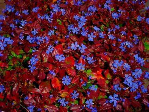 Fleurs cultivées : Plumbago
