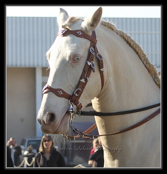 Appaloosa solid color...
