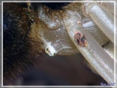 Suite : Araignée crabe Thomise enflée (Thomisus onustus) - Originaire de La Couarde - Île de Ré - 17