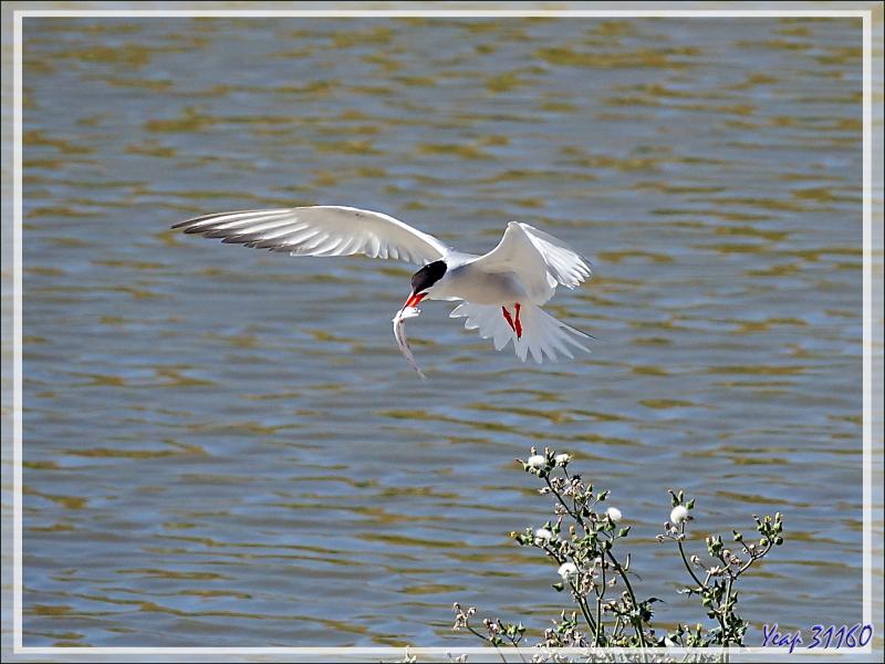 Nourrissage de poussins de Sterne pierregarin (Sterna hirundo) - La Couarde-sur-Mer - Ile de Ré - 17