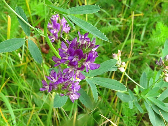 Les fleurs sauvages  résistent au réchauffement climatique et c'est tant mieux !