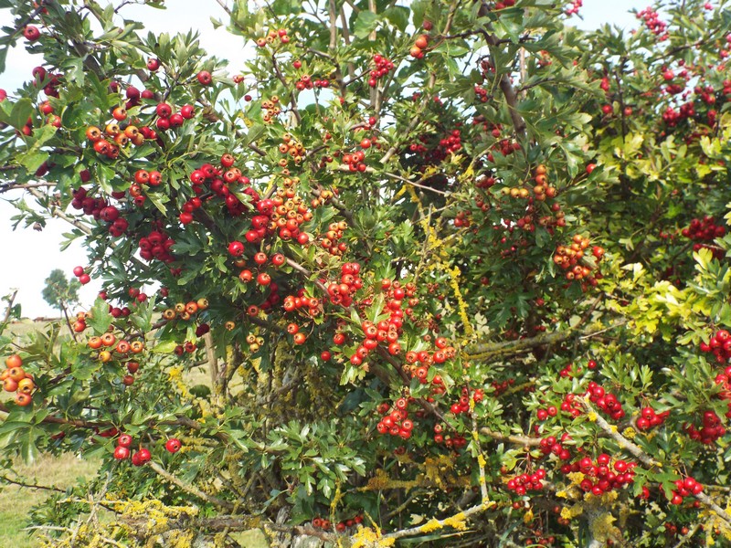 arbre de Mai ...