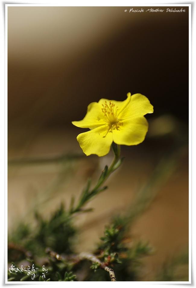 Lin jaune (Linum flavum)