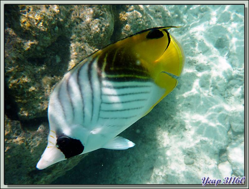 Snorkeling dans le lagon de la pension Raira Lagon : Poisson-papillon cocher (Chaetodon auriga) - Rangiroa - Polynésie française