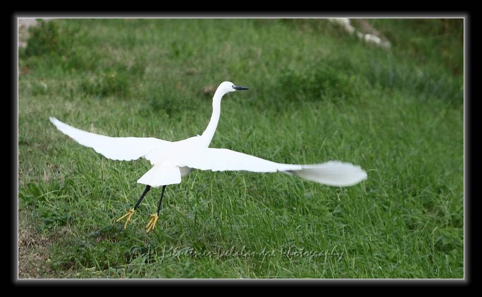 Envol d'une aigrette garzette...