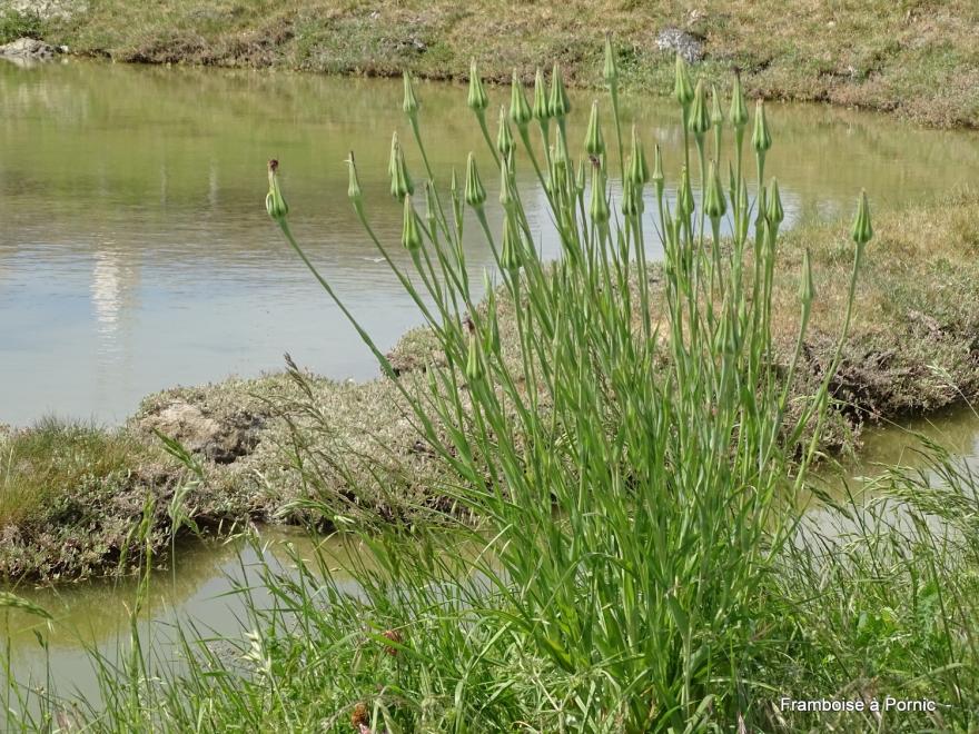 oiseaux dans le marais breton - mai 2022