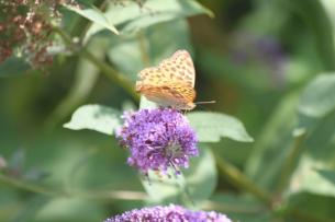 Canal Nantes Brest 031