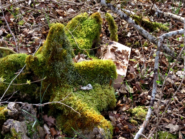 "Vis ma vie de forestier"
