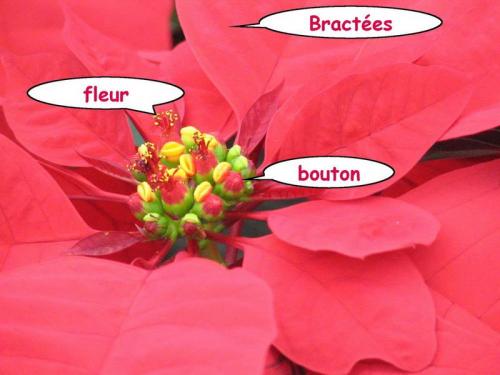 Fleurs cultivées : Poinsettia