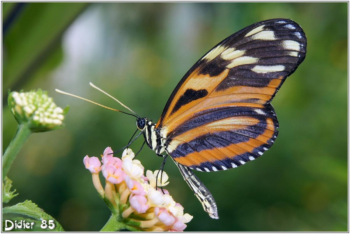 Oeil du Tigre (2) - Heliconius ismenius