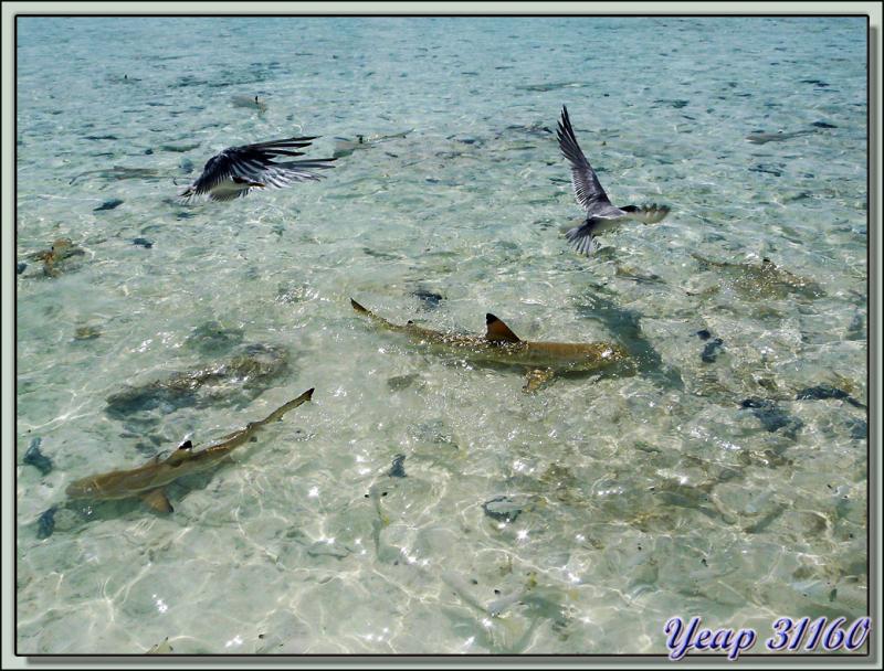 Mouettes huppées et bébés requins - Lagon Bleu - Atoll de Rangiroa - Tuamotu - Polynésie française
