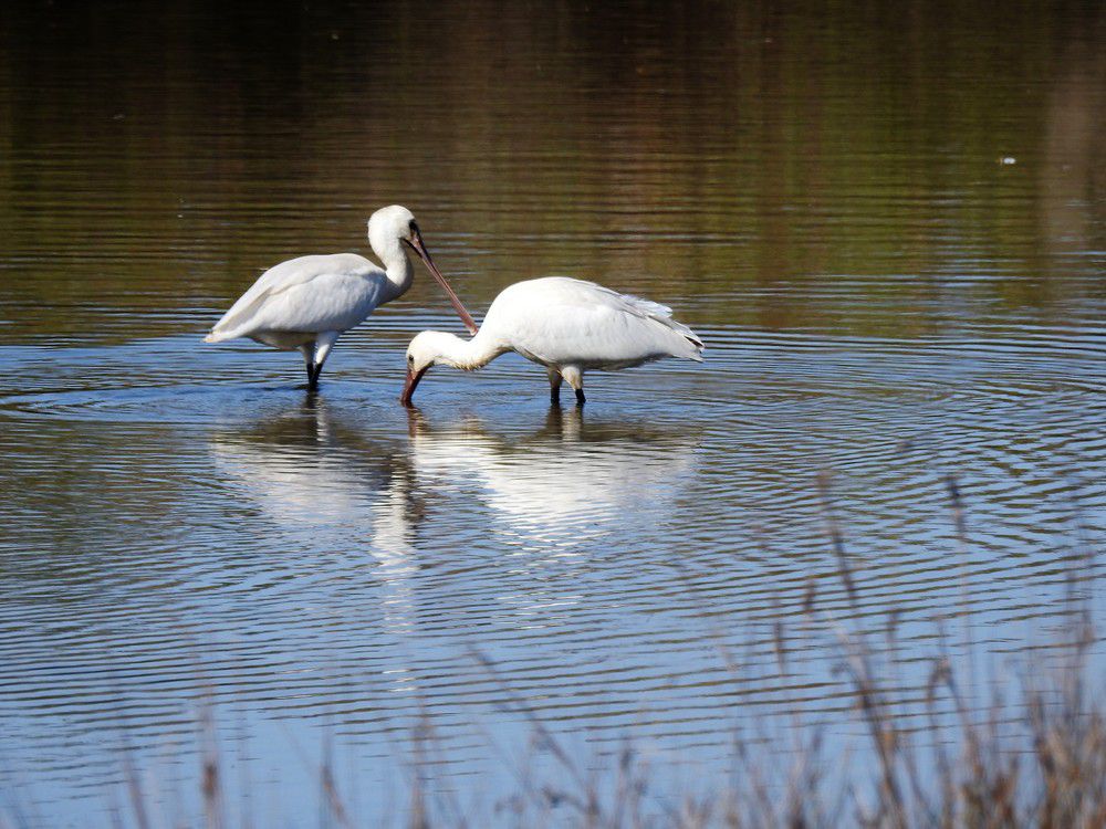 Un couple de spatules blanches...