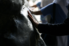 Les signes de Lourdes