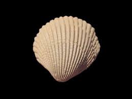 RÃ©sultat de recherche d'images pour "cardium fossile eocÃ¨ne"