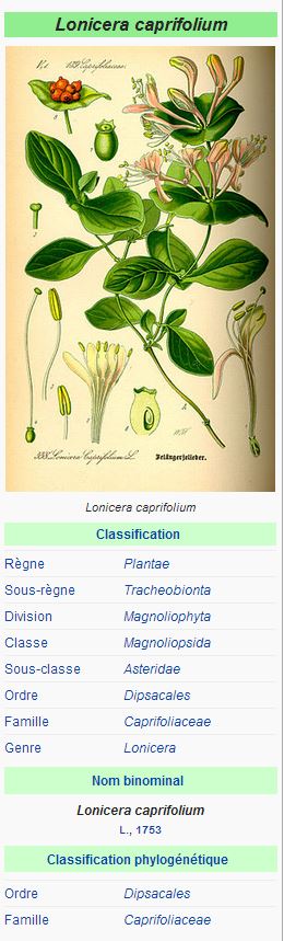 Chèvrefeuille Lonicera caprifolium