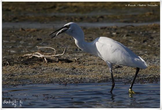 Aigrette garzette - Egretta garzetta - Little Egret