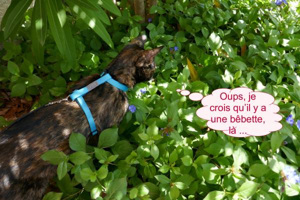 Un harnais pour ma sécurité