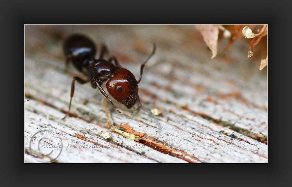 Monde des fourmis, encore bien présent en novembre...