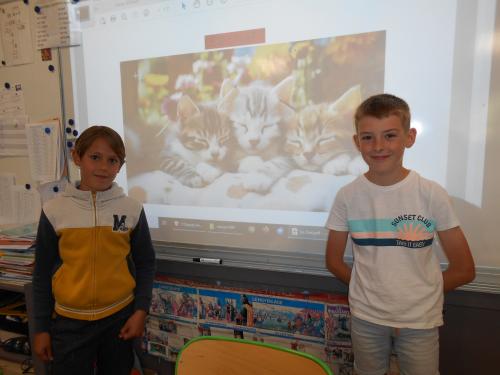 Exposé sur les chats