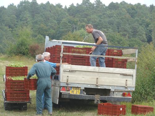 Les vendanges chez Sylvain Bouhélier...