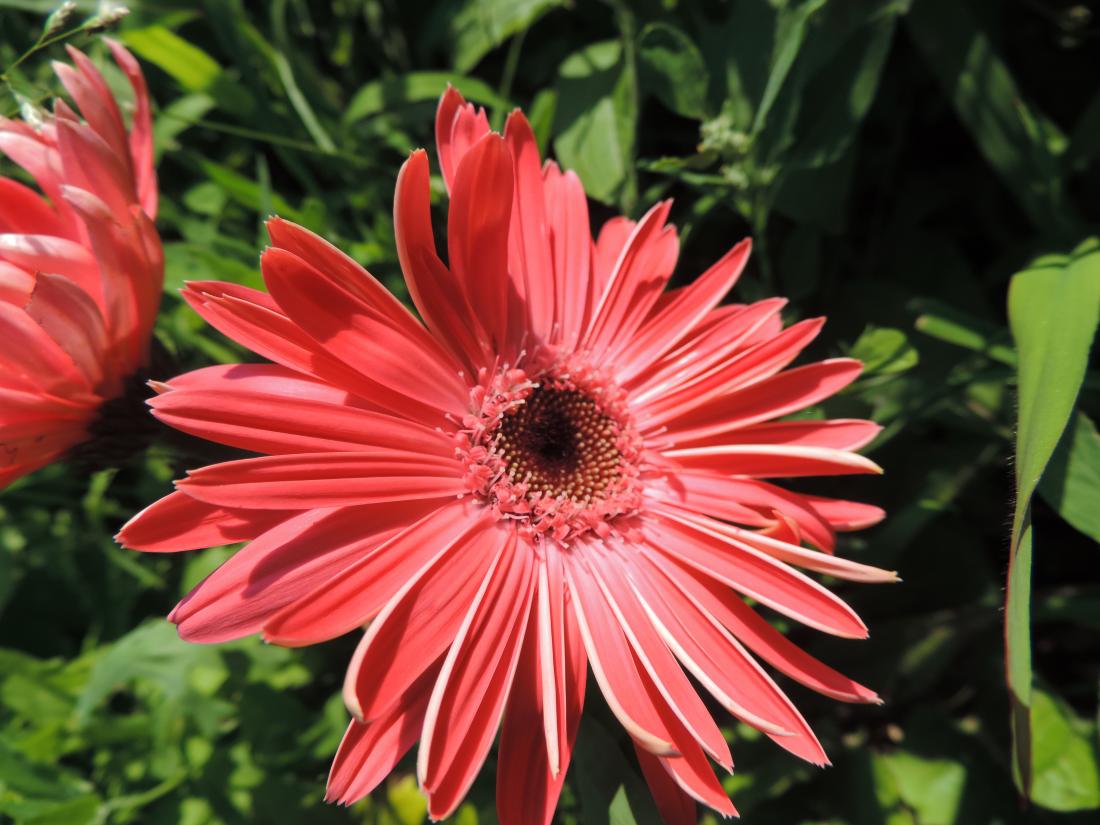 mes fleurs du jardin 