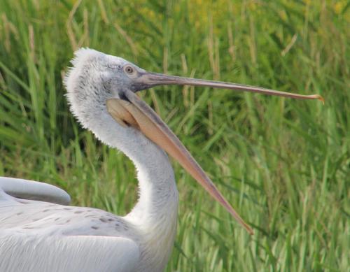 Dans le delta du Danube, 4 : les pélicans