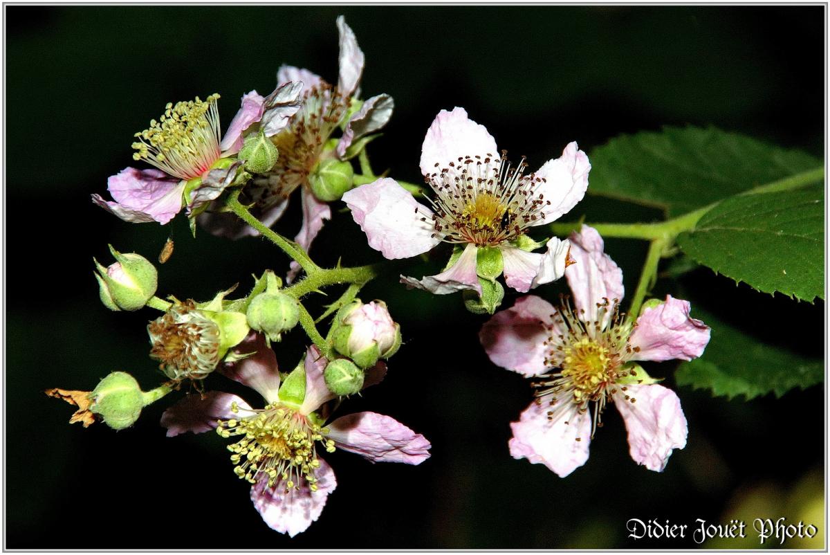 Ronce Commune (1) - Rubus fruticosus