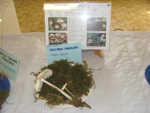 L'exposition mycologique à Châtillon sur Seine
